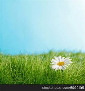 Daisy flower in fresh green grass on blue background. Daisy flower