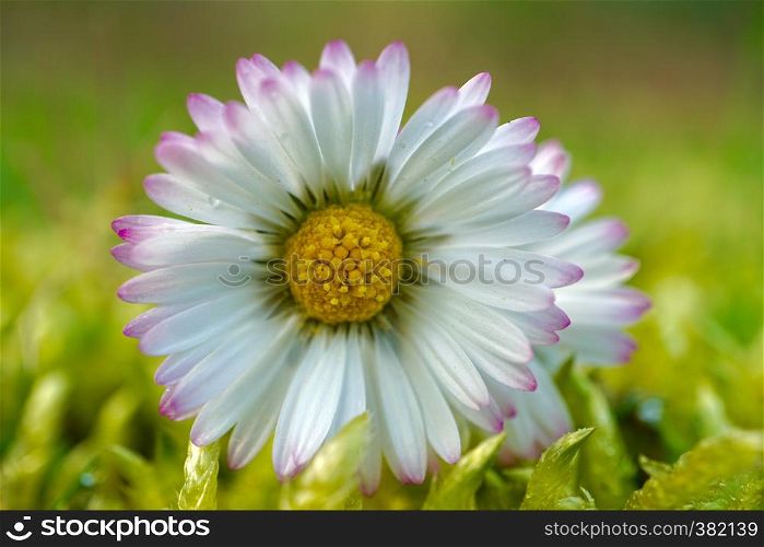 daisy flower in springtime