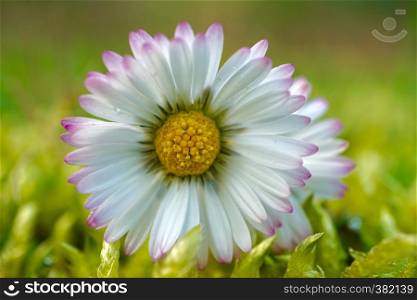 daisy flower in springtime