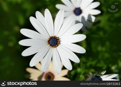 Daisy flower in white outdoor macro closeup detail