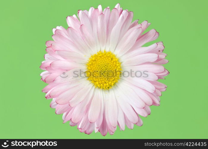 daisy flower isolated over a green background