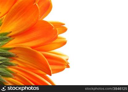 Daisy flower isolated over the white background
