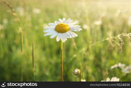 Daisy flower. Nature composition.