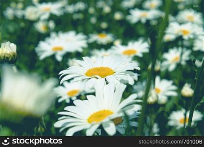 Daisy flower on a green meadow. Selective focus.. Daisy flower on a green meadow.