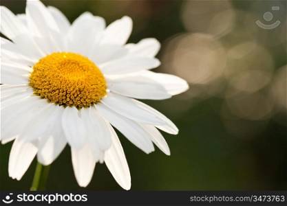 Daisy flower on spring sunny natural background