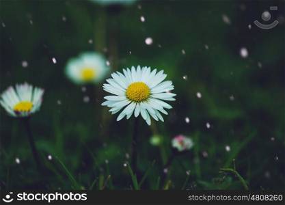 daisy flower petals