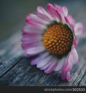 daisy flower plant