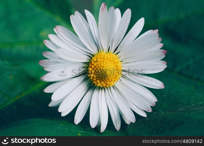 daisy flower plant