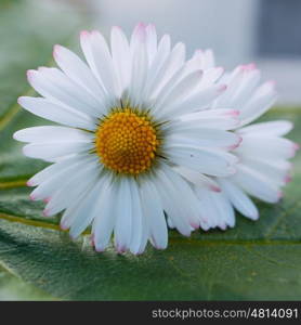 daisy flower plant