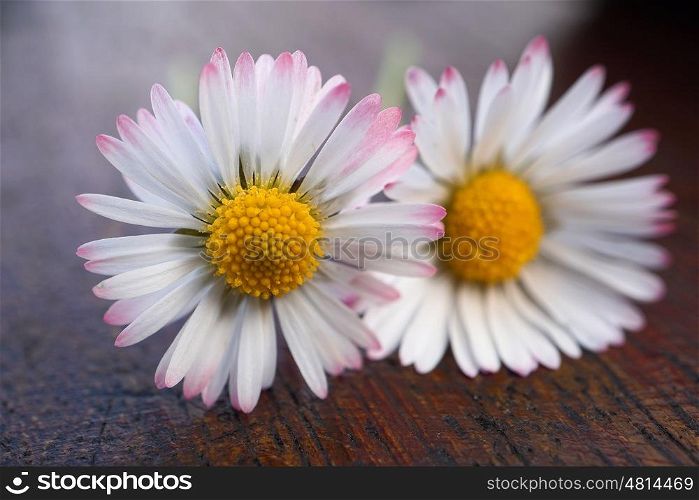 daisy flower plant