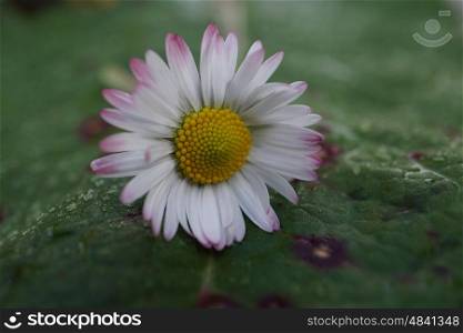 daisy flower plant