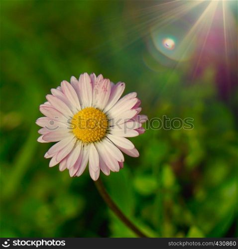 daisy flower plant in springtime