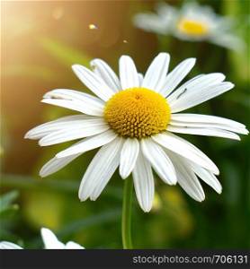 daisy flower plant in the garden in summer, daisies in the nature