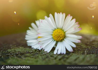 daisy flower plant in the garden in summer, daisies in the nature