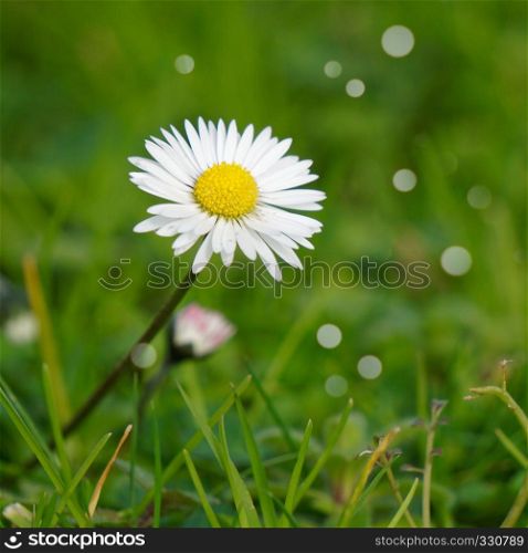 daisy flower plant petals
