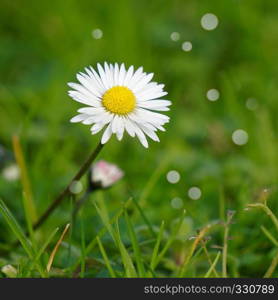 daisy flower plant petals