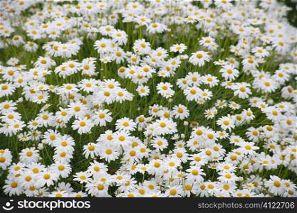 Daisy flowerfield