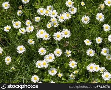 daisy flowers. a field of daisy flowers in high angle view, background