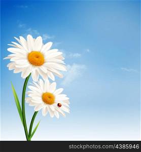 Daisy flowers. Abstract natural backgrounds for your design