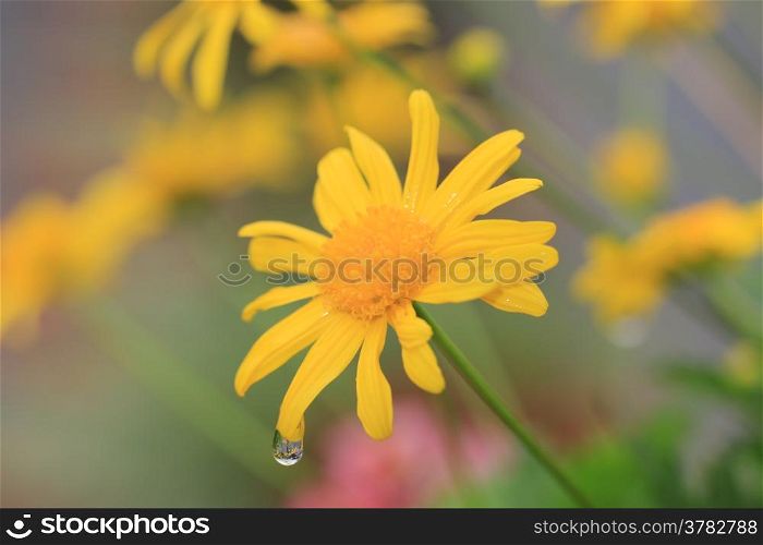 Daisy flowers and raindrop with reflection