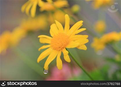 Daisy flowers and raindrop with reflection