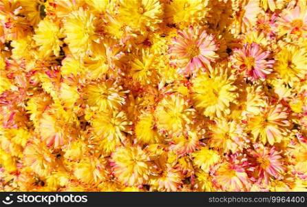 Daisy flowers. Bright floral background with yellow daisies