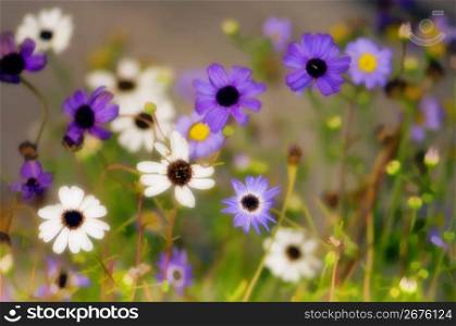 Daisy flowers, close-up