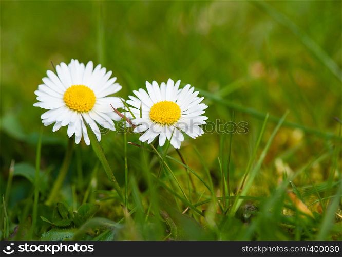 Daisy flowers close up on green rural meadow