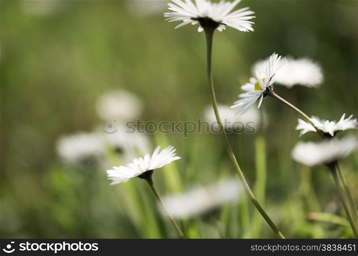 Daisy flowers dancing in the wind against a blurred green backdrop with other blurred daisies in the background