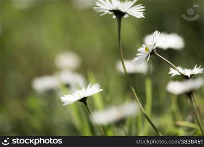 Daisy flowers dancing in the wind against a blurred green backdrop with other blurred daisies in the background