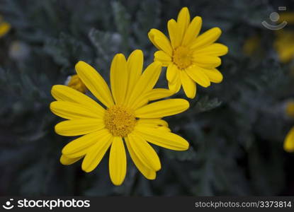 Daisy Flowers in a Tuscan Garden, Italy