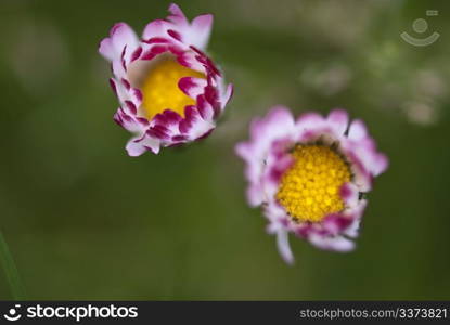 Daisy Flowers in a Tuscan Garden, Italy