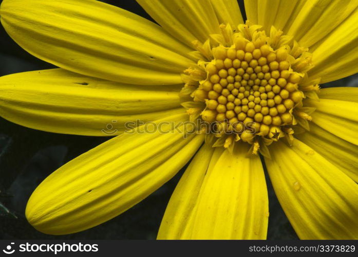 Daisy Flowers in a Tuscan Garden, Italy