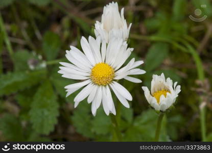 Daisy Flowers in a Tuscan Garden, Italy
