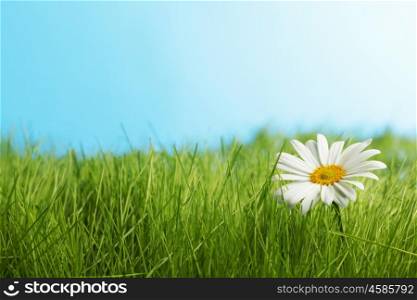 Daisy flowers in fresh green grass on blue background