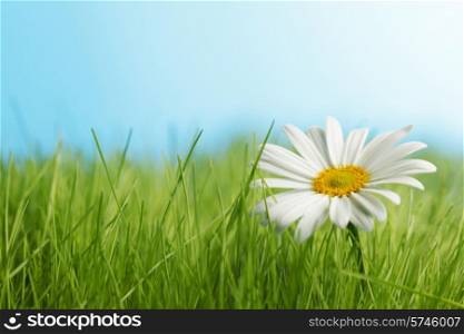 Daisy flowers in fresh green grass on blue background