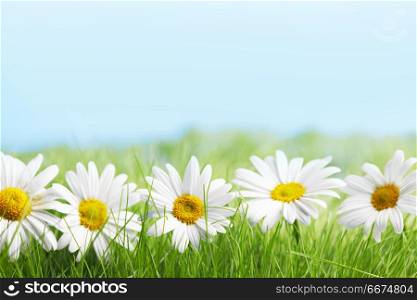 Daisy flowers in fresh green grass on blue background. Daisy flowers
