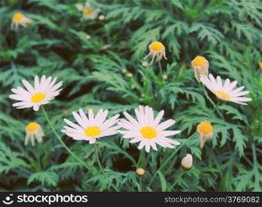 Daisy flowers in garden with retro filter effect