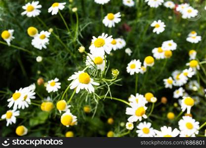 Daisy flowers in meadow on summer day