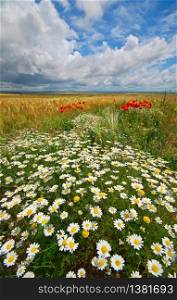 Daisy flowers in spring meadow of wheat. Composition of nature.