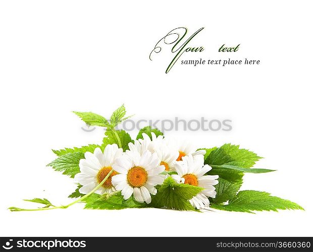 Daisy flowers in white background