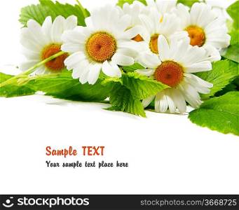 Daisy flowers in white background