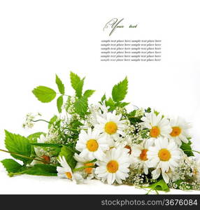 Daisy flowers in white background