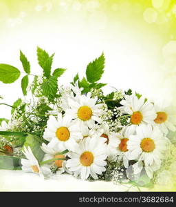 Daisy flowers in white background