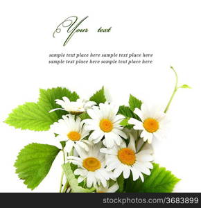 Daisy flowers in white background