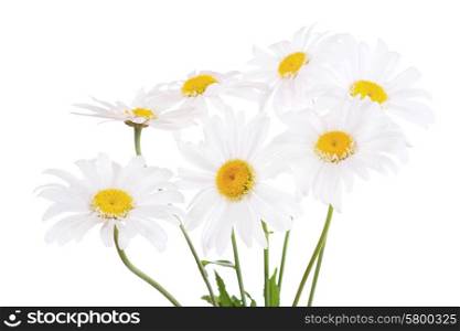 daisy flowers isolated on white background