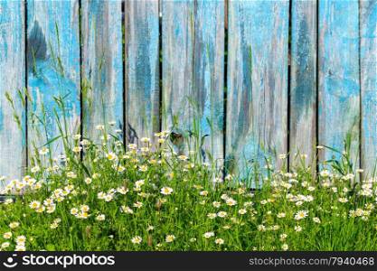 Daisy flowers on a background of wooden fence. Chamomile flowers on a background of wooden fence
