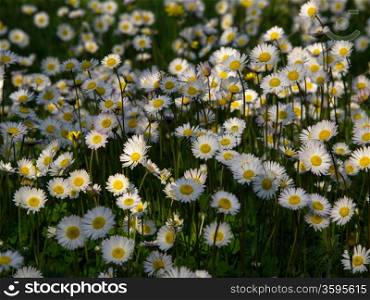 daisy flowers on the field