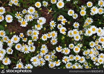 Daisy flowers with red mites and bees. Spring vegetation background.