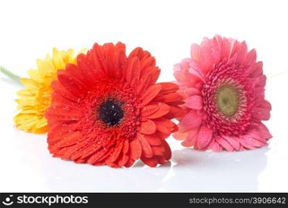 daisy-gerbera with water drops isolated on white